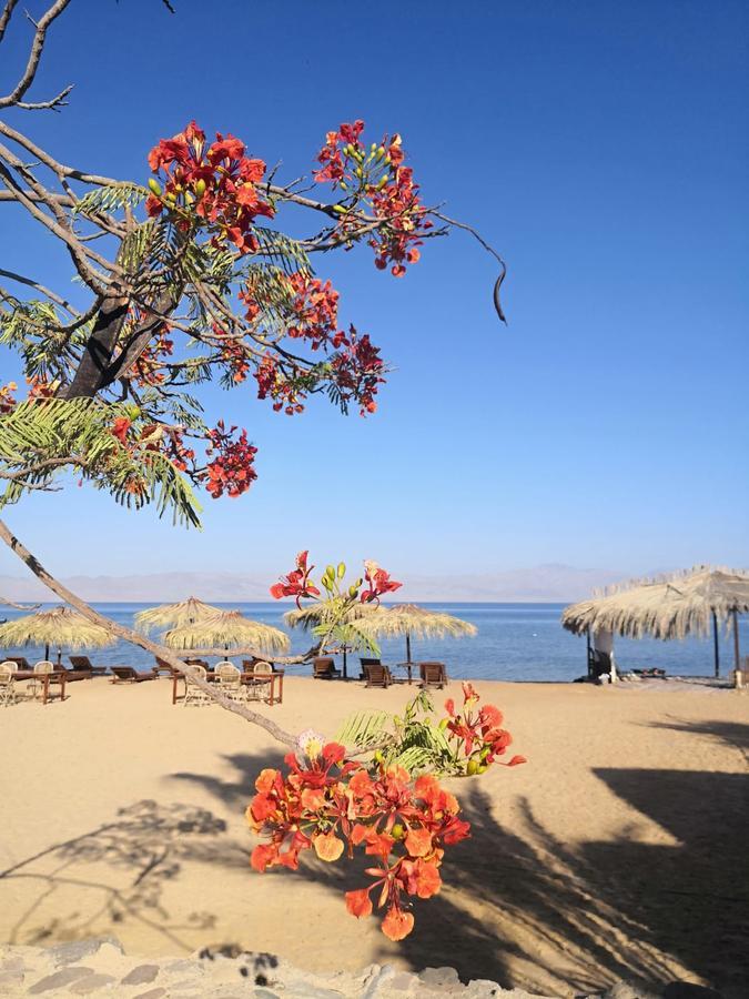 Nuweiba Lodge Экстерьер фото